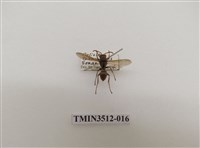 藏品(雙斑馬蜂)的圖片